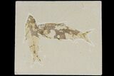 Two Detailed Fossil Fish (Knightia) - Wyoming #177324-1